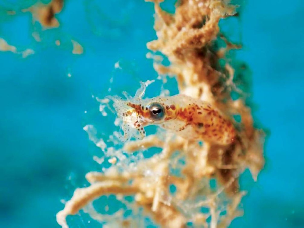 «مخابئ أوكسجين» حمت الحبار من الانقراض