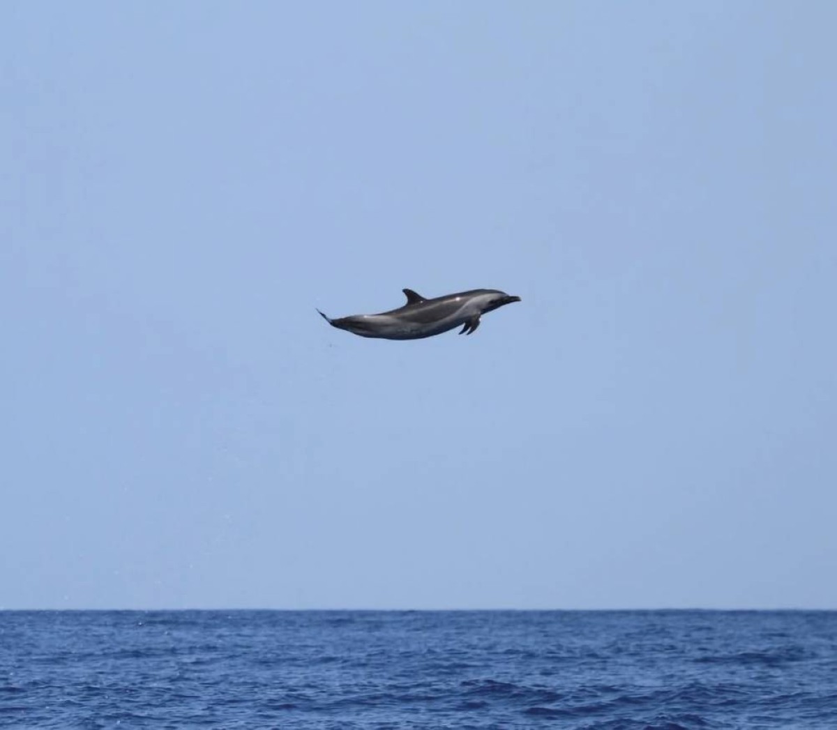 «دولفين طائر» فوق المحيط الهادئ