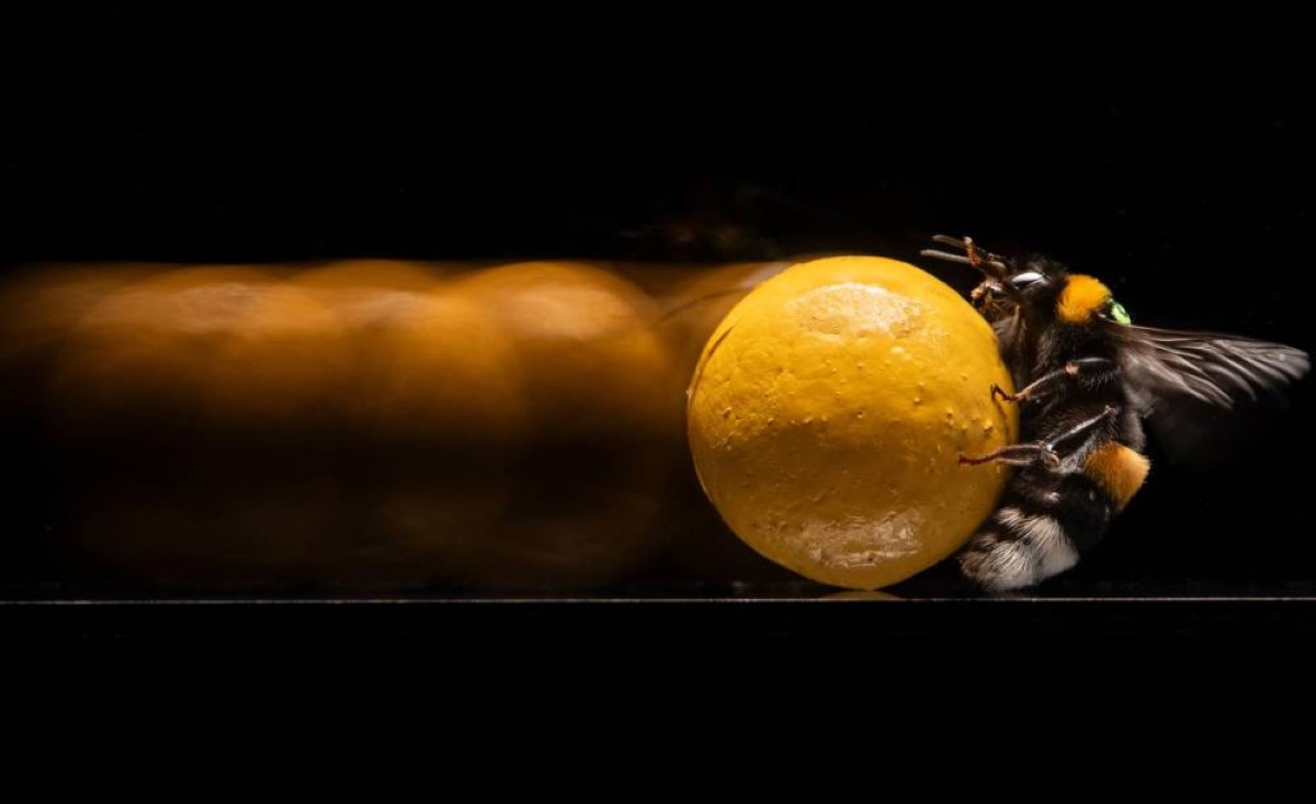 لقطات مذهلة من داخل الخلية.. النحل "يطبخ" أعداءه في دفاع جماعي فريد