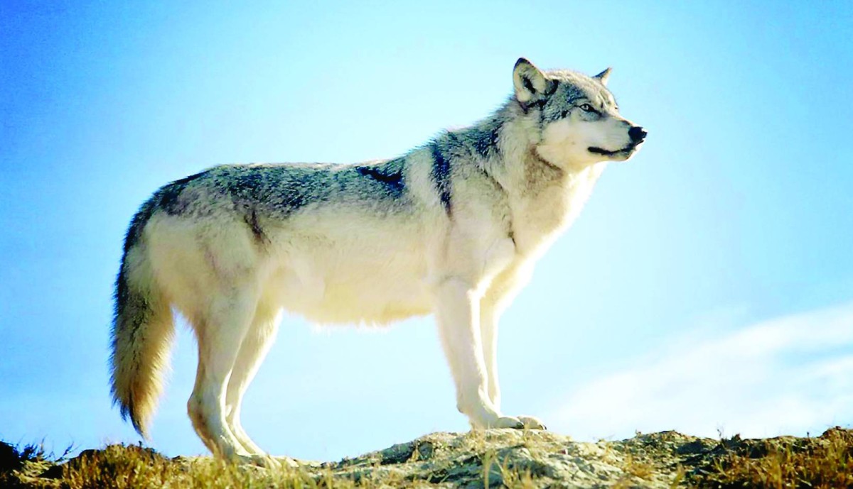 أول هجوم لذئب على إنسان بألمانيا منذ 1998