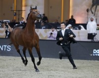 بطولة دبي الدولية للجواد العربي تنطلق بمشاركة 155 خيلاً غداً