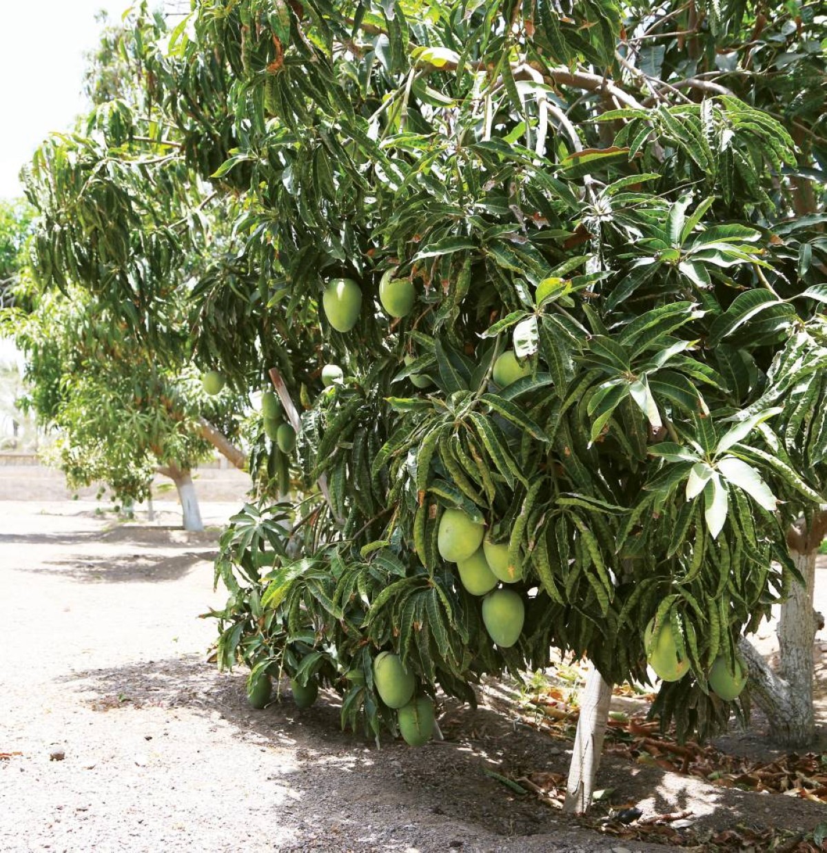 أمطار الخير تنعش آمال المزارعين بموسم استثنائي