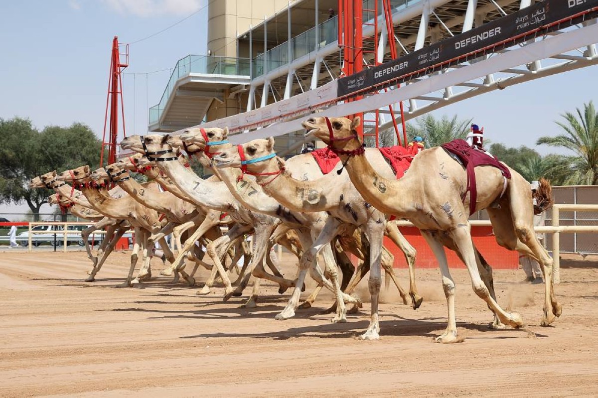 مهرجان ختامي المرموم 2026 يعزز ريادته بأرقام قياسية ومشاركة كبيرة