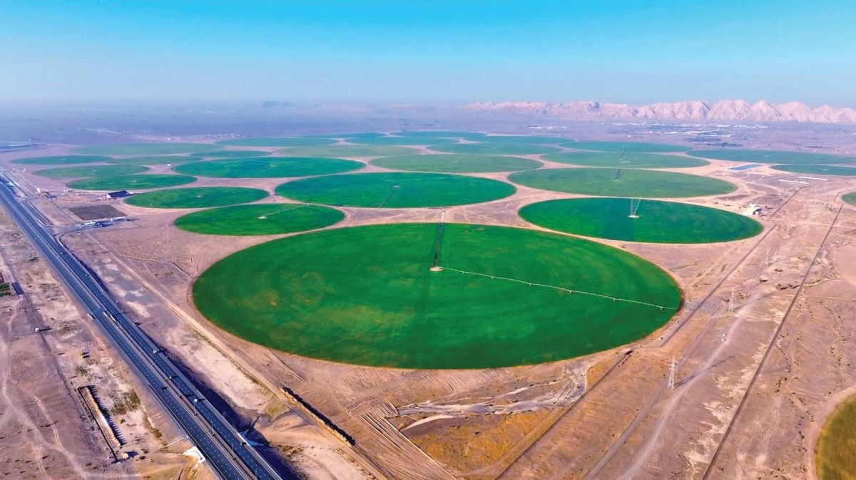 مزرعة القمح في مليحة.. تكامل المشاريع الزراعية والحيوانية والتوسع الصناعي يرسّخ الأمن الغذائي