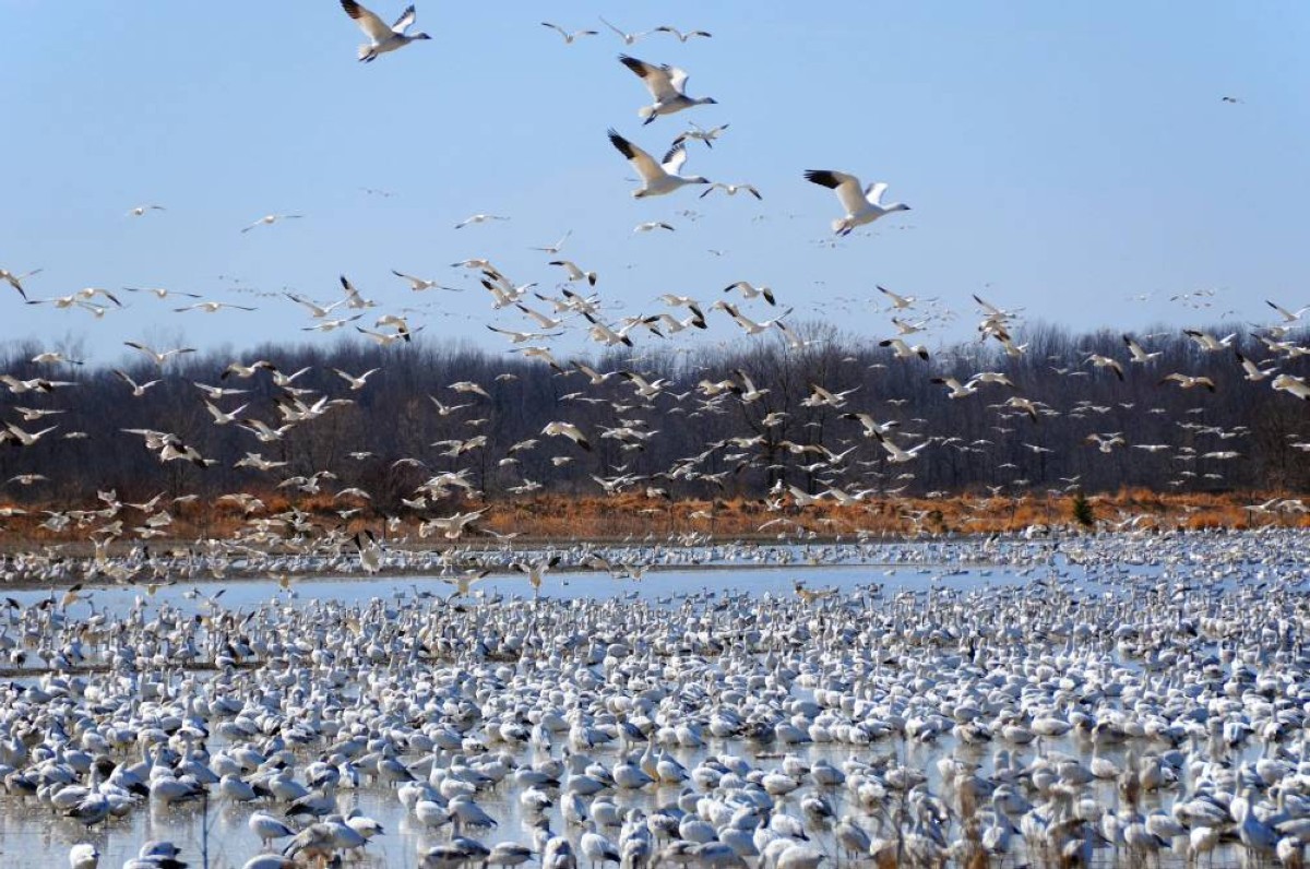 الرحلة العجيبة.. كيف تهاجر الطيور آلاف الأميال بلا ضياع؟