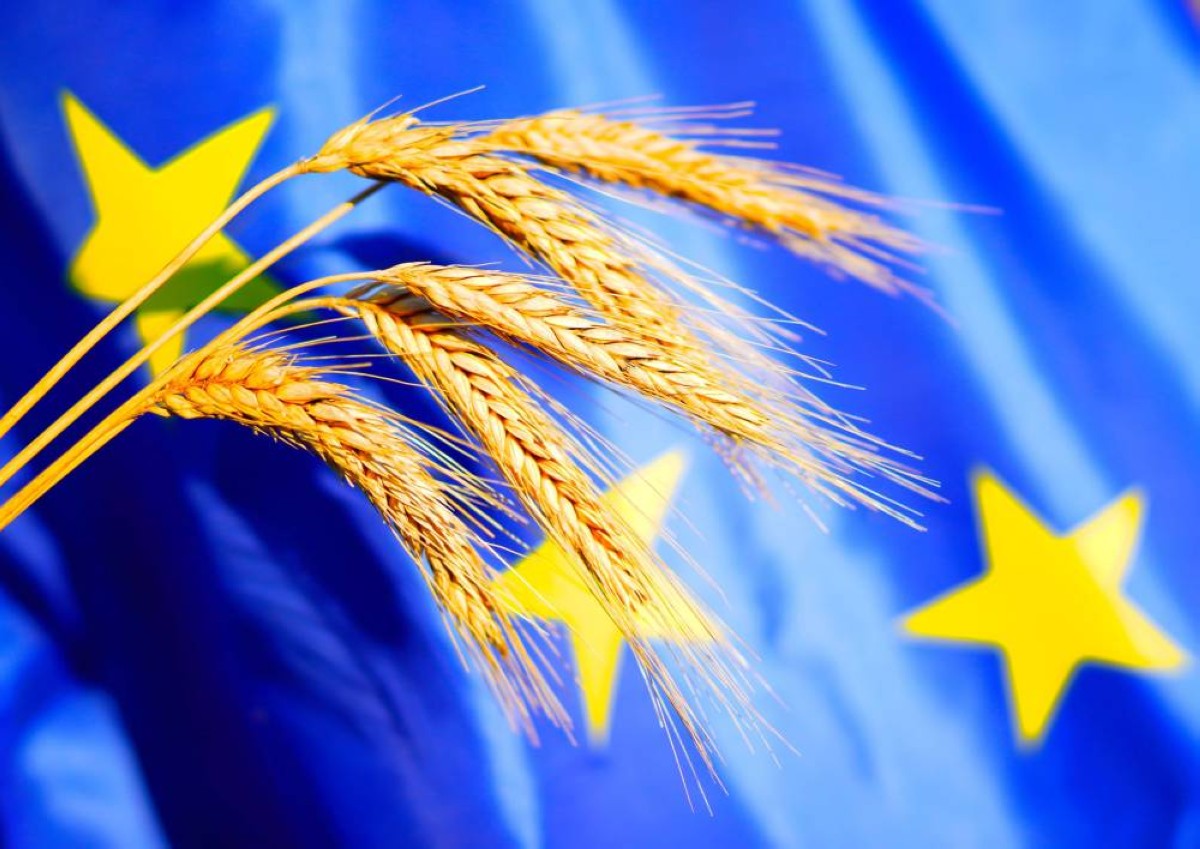 تراجع أسعار القمح الأوروبي