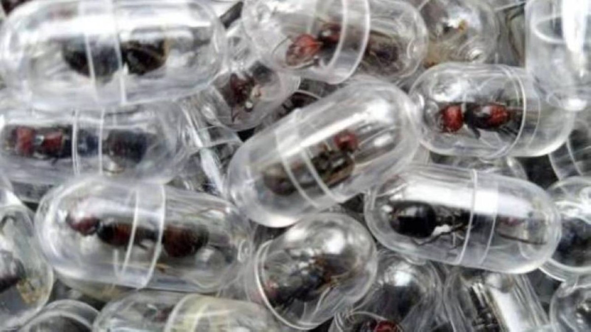محاولة تهريب 2000 «نملة» عبر مطار نيروبي