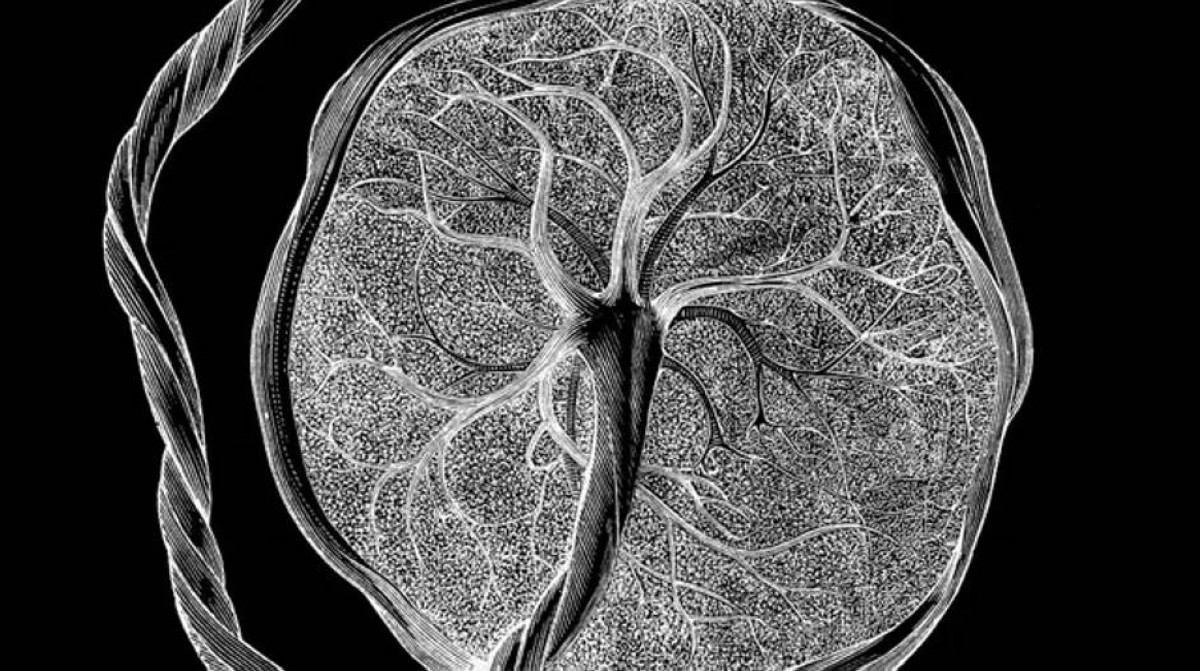 "لا أحد يعرف ماهيتها".. اكتشاف نوع من الخلايا لا يُرى إلا أثناء الحمل