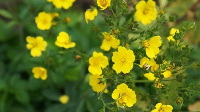 زهرة تحارب البكتيريا