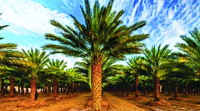 إعلان الفائزين في «النخلة بألسنة الشعراء» و«في عيون العالم»