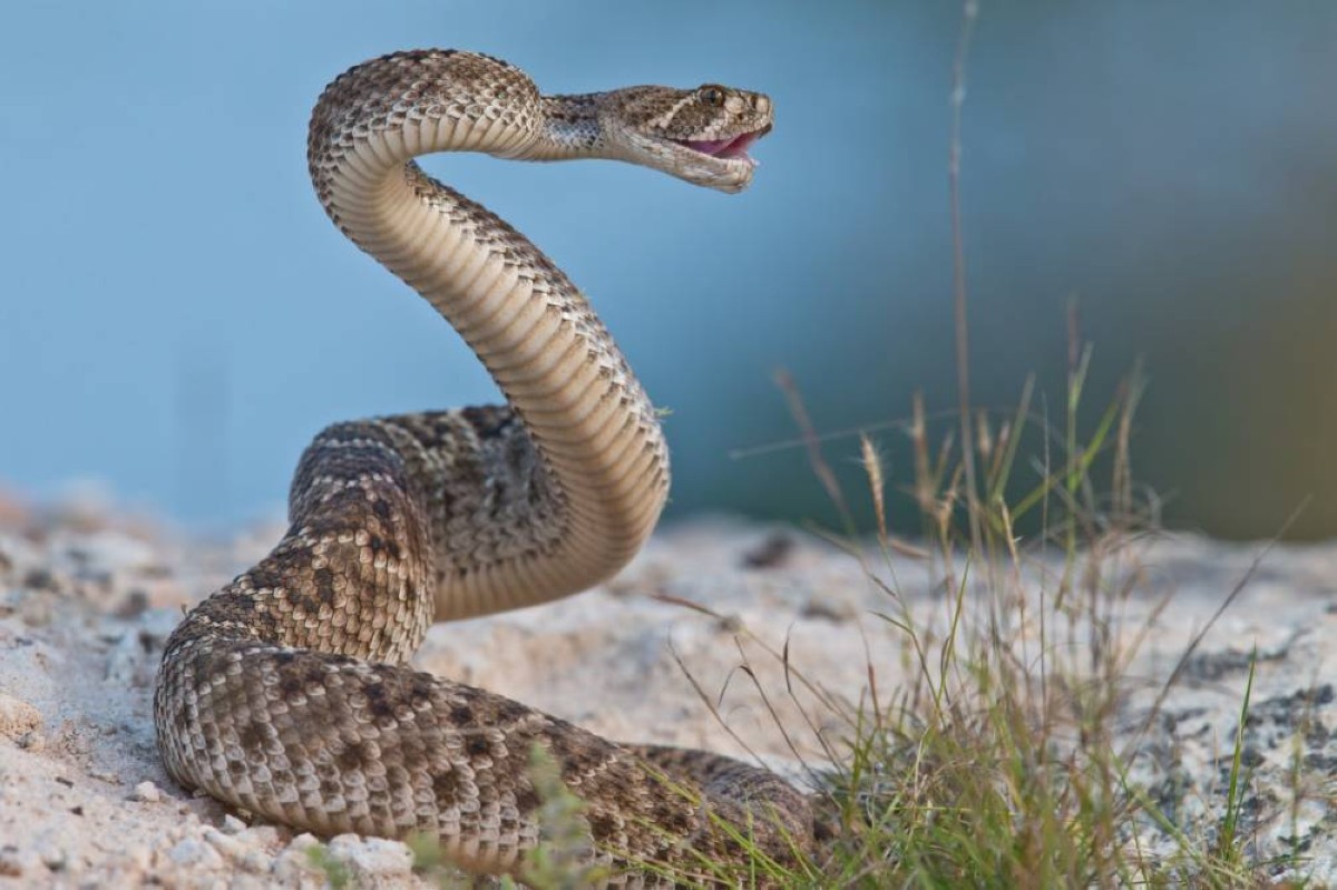 بحساسات السيارات.. كيف تضلّل أفاعي الجرس آذان البشر؟