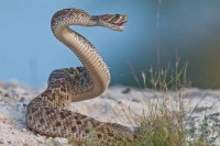 بحساسات السيارات.. كيف تضلّل أفاعي الجرس آذان البشر؟