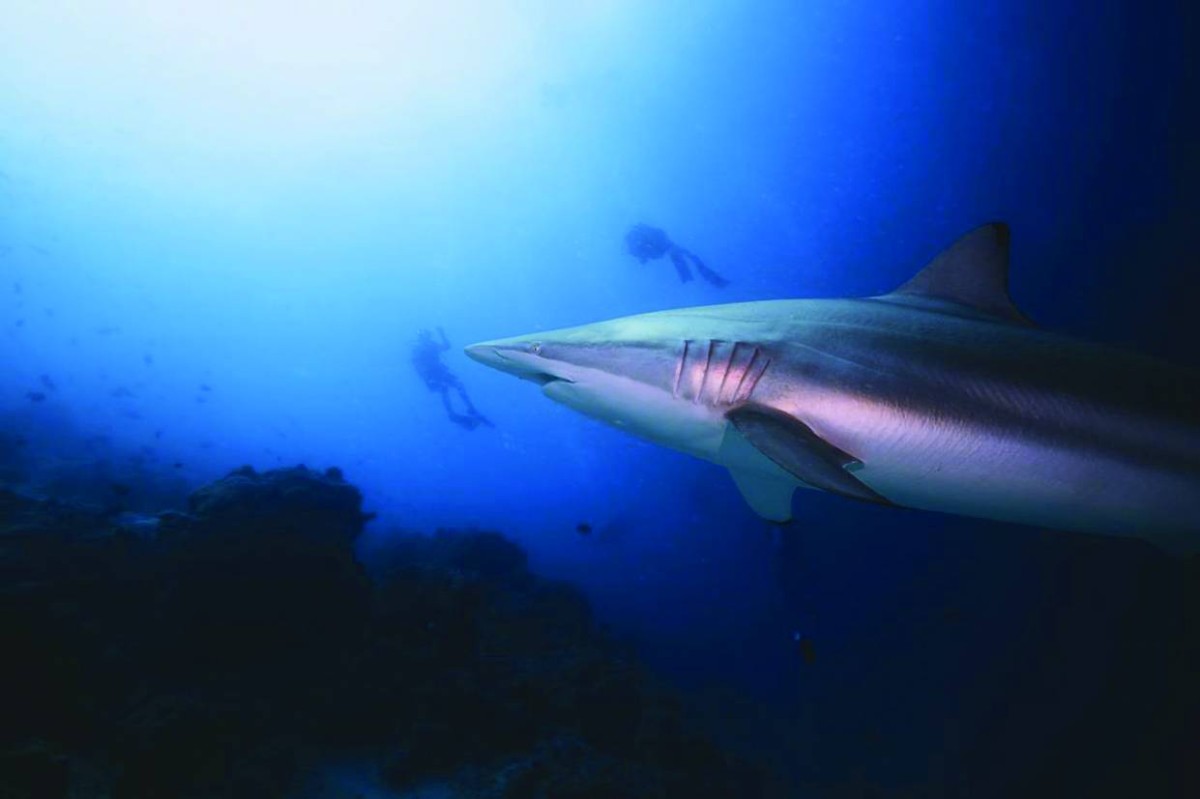 سمكة قرش تحول شهر عسل إلى مأساة