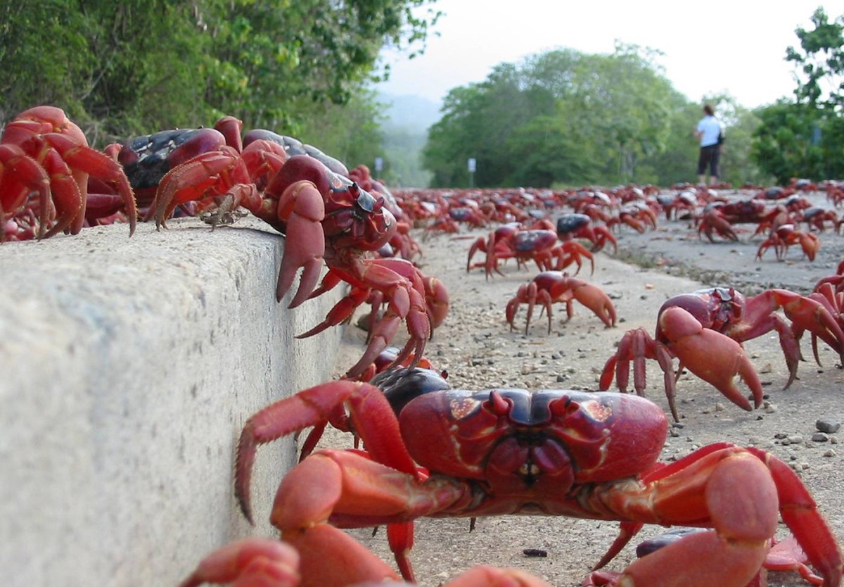 100 ألف بيضة لكل أنثى.. مشهد يفوق الخيال في أكبر هجرة برية على الأرض