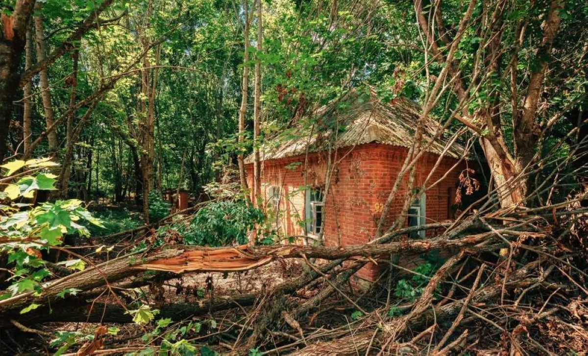 لغز يتحدى المستحيل.. كيف نجت هذه الأشجار من قنبلة هيروشيما؟