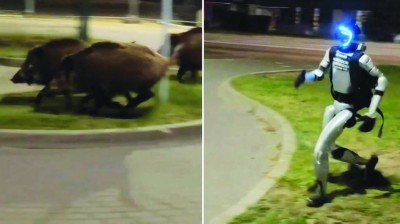 روبوت يطارد الحيوانات البرية في شوارع وارسو
