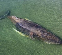 مهمة لإنقاذ حوت