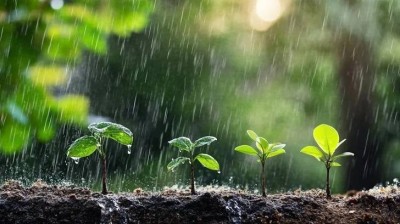 كائنات تسبب المطر