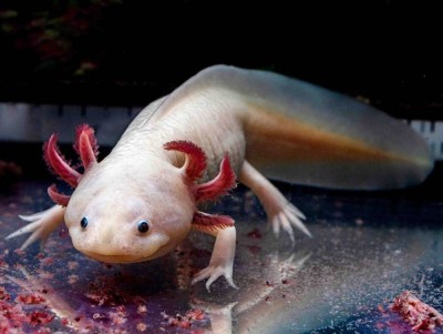 «السمندل المكسيكي» يفتح آفاقًا طبية لإعادة نمو الأطراف البشرية