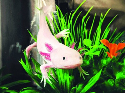 مخلوق مائي مفتاح لنمو أطراف البشر