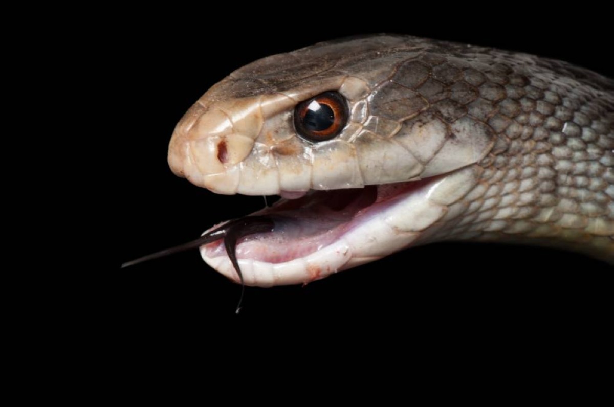 الموت في قطرة.. ثعبان ينفث سماً يكفي للقضاء على 400 شخص دفعة واحدة