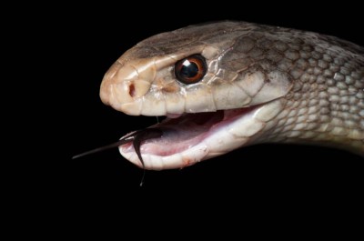 الموت في قطرة.. ثعبان ينفث سماً يكفي للقضاء على 400 شخص دفعة واحدة