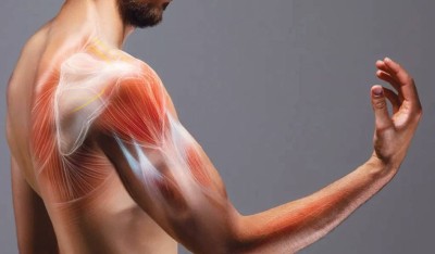 عضلات مستلهمة من خراطيم الفيلة