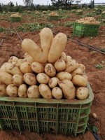 حيلة ذكية لإطالة عمر البطاطا ومنع تلفها