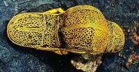 «بروش» عمره 1550 عاماً