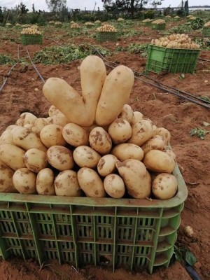 حيلة ذكية لإطالة عمر البطاطا ومنع تلفها