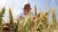 مصر تشتري 1.5 مليون طن من القمح المحلي