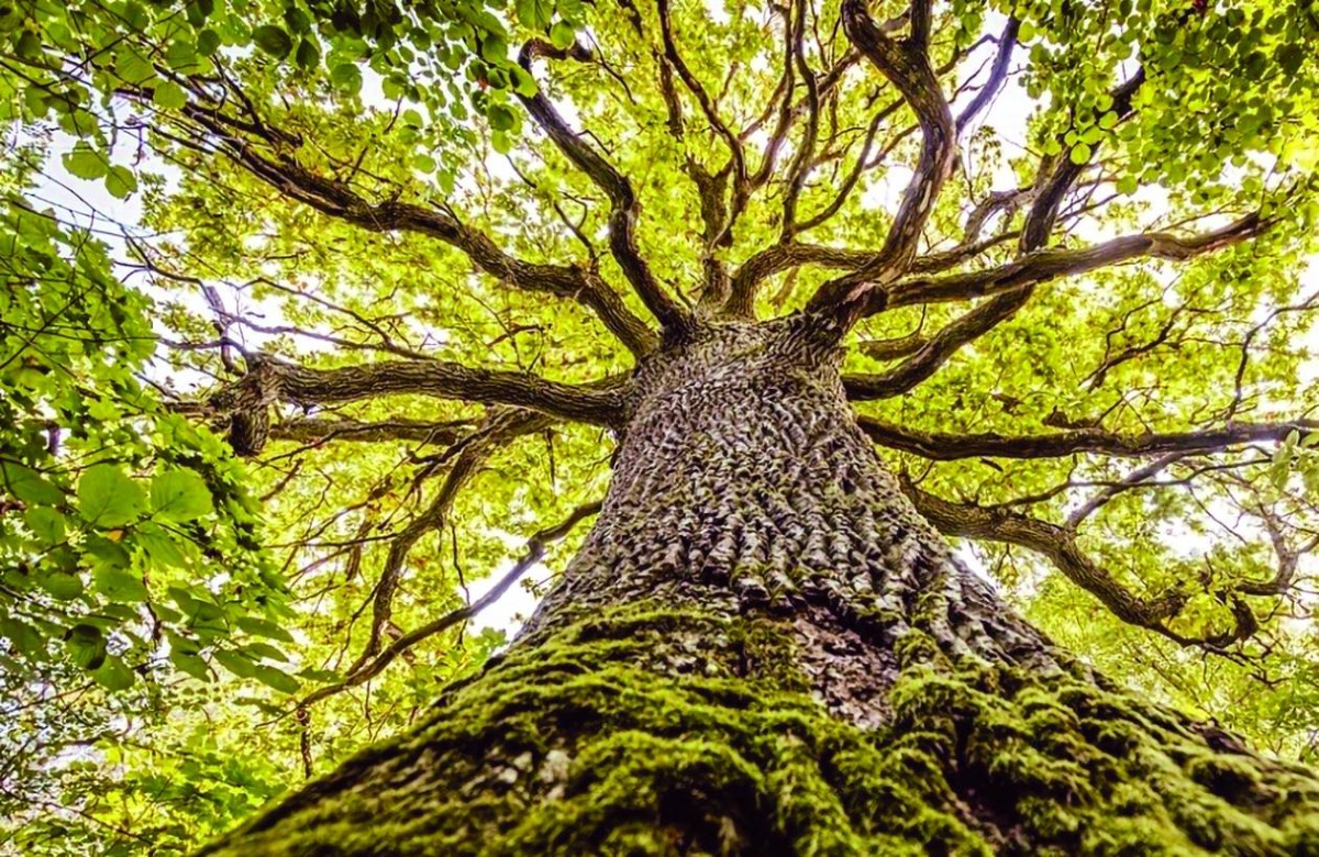 البلوط يخدع اليرقات