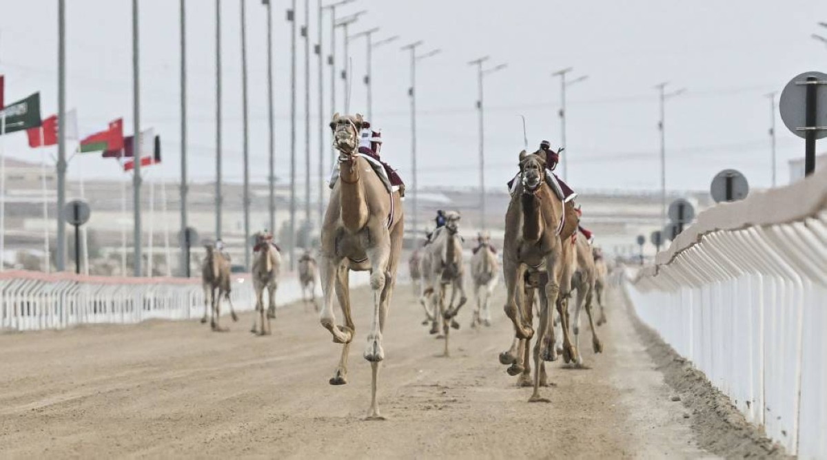 عشاق رياضات الهجن: موروث ثقافي إماراتي أصيل نسعى للحفاظ عليه