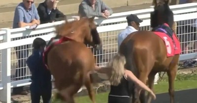 مشهد صادم.. حصان سباق يركل مربية خيول بمضمار ريدكار
