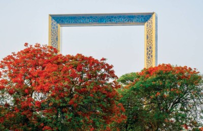 الورش تضيء على جمال شجرة الشعلة وتعزز الوعي بأهميتها