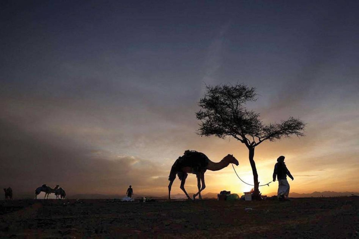 القصيدة تستمد في الشعر النبطي قوتها من مفردات البيئة الصحراوية


