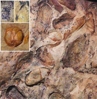 «حفريات نباتية» عمرها 74 مليون سنة