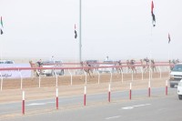 انطلاق منافسات تمهيدي «سن الفطامين» في مهرجان العين لسباقات الهجن