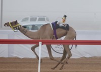 «الشايبه» الأفضل في «الحقايق» بمهرجان العين لسباقات الهجن