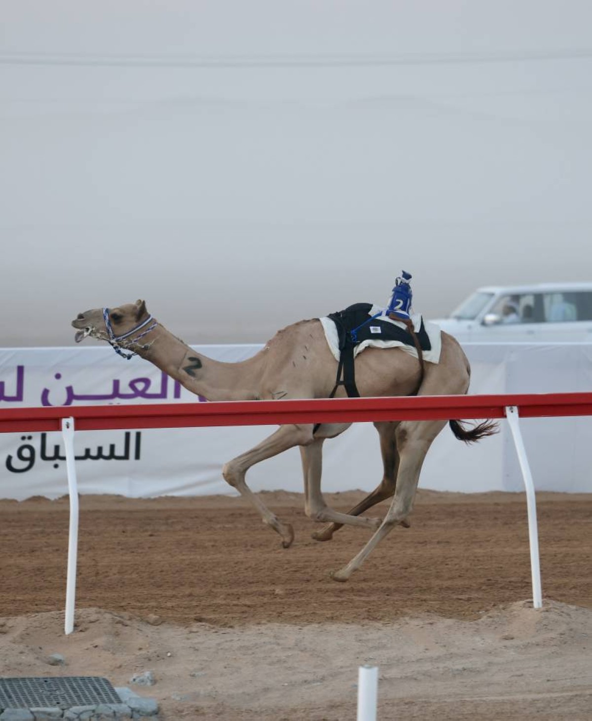 «أفعال» تتصدر منافسات اللقايا في مهرجان العين لسباقات الهجن