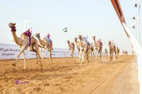 مهرجان العين لسباقات الهجن.. دعم للرياضات التراثية بتنظيم احترافي واستثنائي