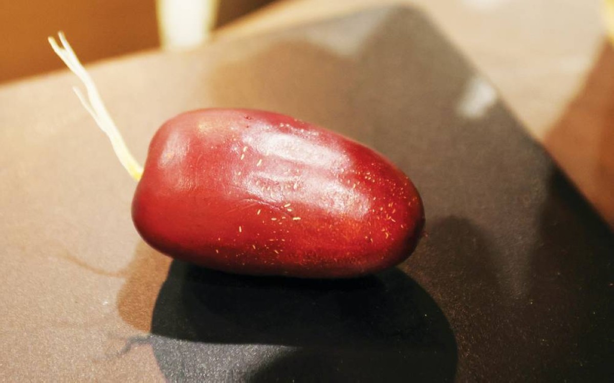 خلال عملية وزن حبة رطب
