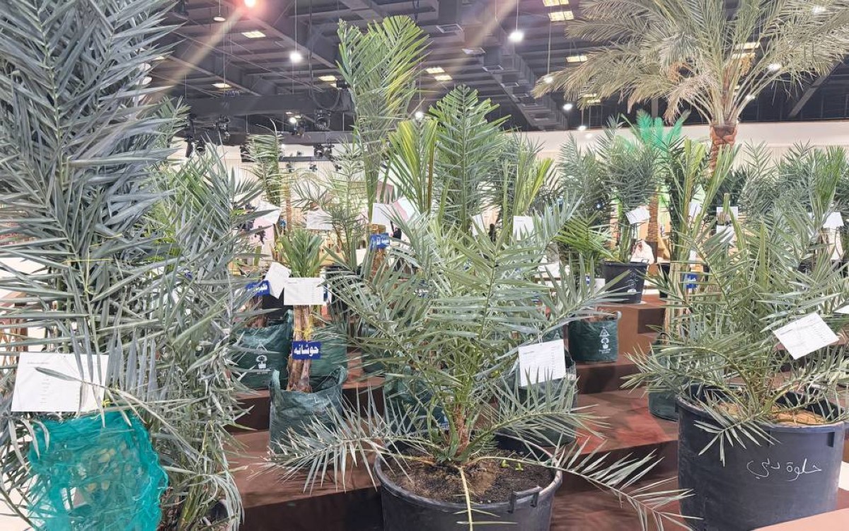 «حلوة دبي».. جوهرة مهرجان دبي للرطب