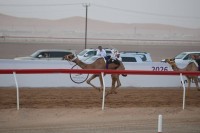 «الظبي» تتصدر أول أشواط «الفطامين» بمهرجان العين للهجن و«شامان» «أفضل توقيت»