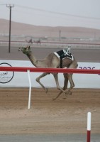 «الفهدة» تتصدر أول أشواط «الإيذاع» بمهرجان العين للهجن