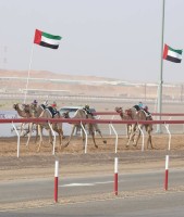 «نور» و«غازي» يتألقان في «الثنايا» بمهرجان العين للهجن