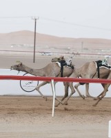 «قزوين» تتألق في ختام التمهيدي الثاني لمهرجان العين للهجن