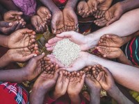 الأمن الغذائي العالمي ضحية لحرب أوكرانيا