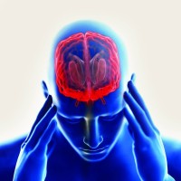 تراكيب مقاومة للسرطان تختبئ في نخاع الجمجمة
