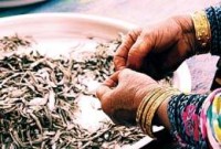 من البحر إلى المائدة الجاشع والسحناه نكهة إماراتية تقاوم النسيان